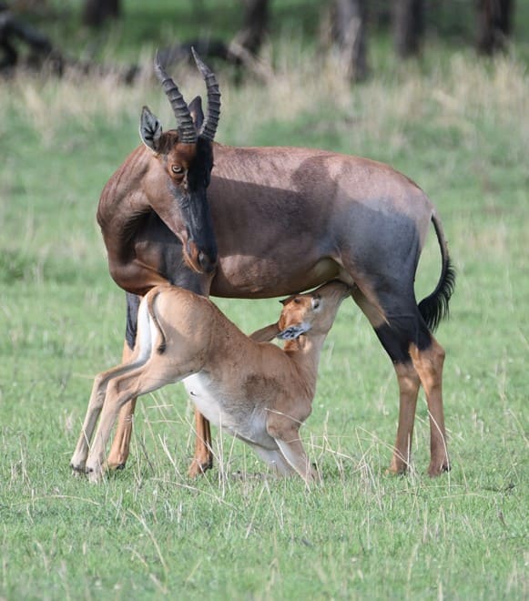 Serengeti National Park: The Ultimate Safari Experience