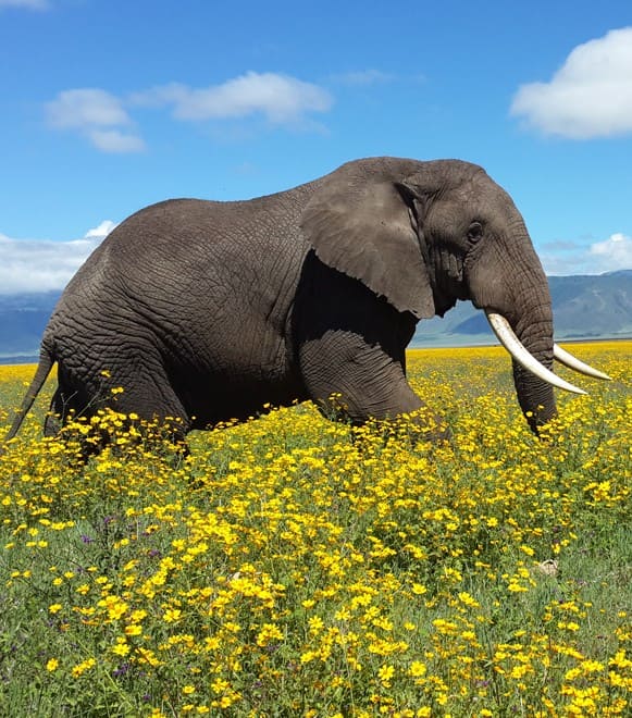 Ngorongoro Crater: A True Garden of Eden
