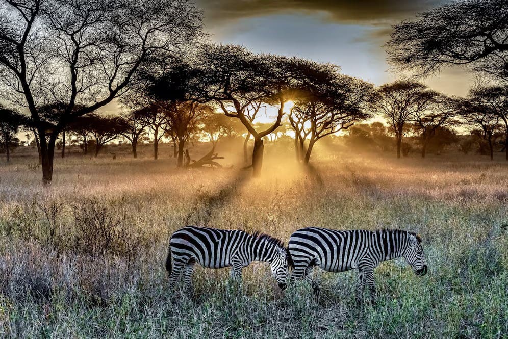 Explore Tanzania’s Unique Wildlife and Natural Beauty