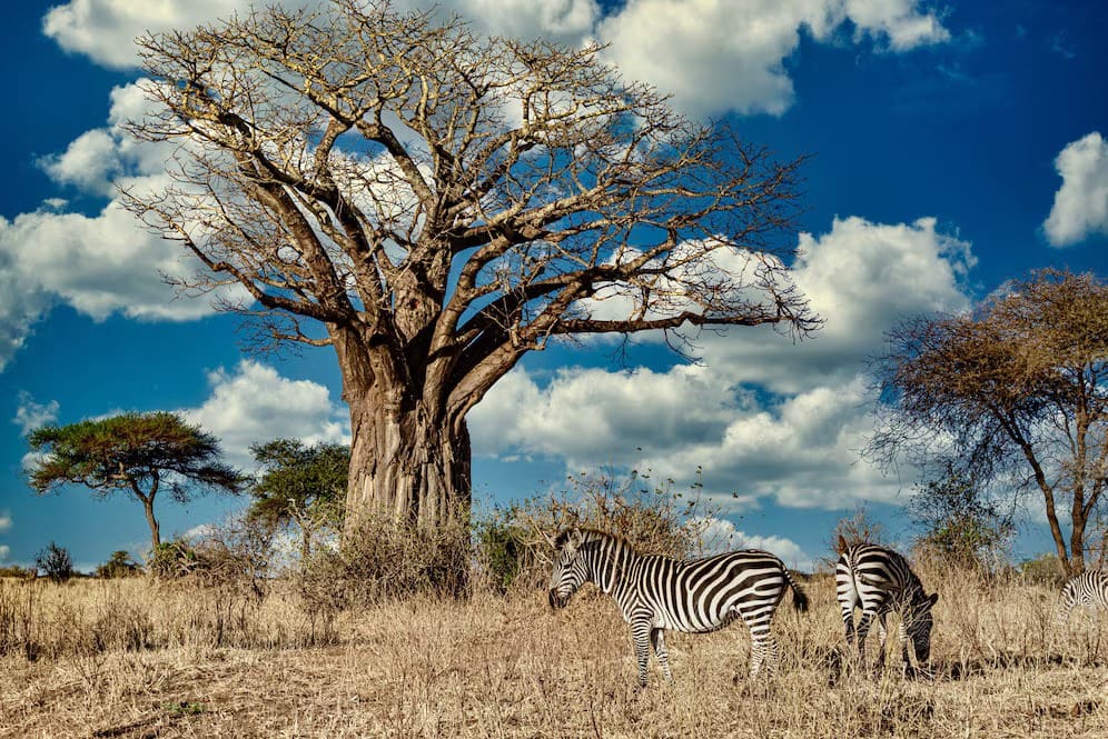 Tarangire National Park: A Hidden Gem