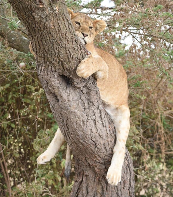 Lake Manyara National Park: A Stunning Surprise